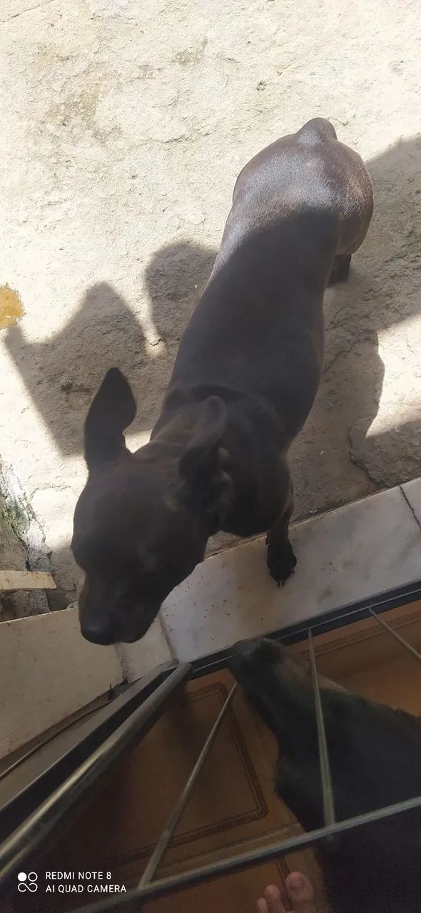 Estou doando essa cachorrinha - Foto 2