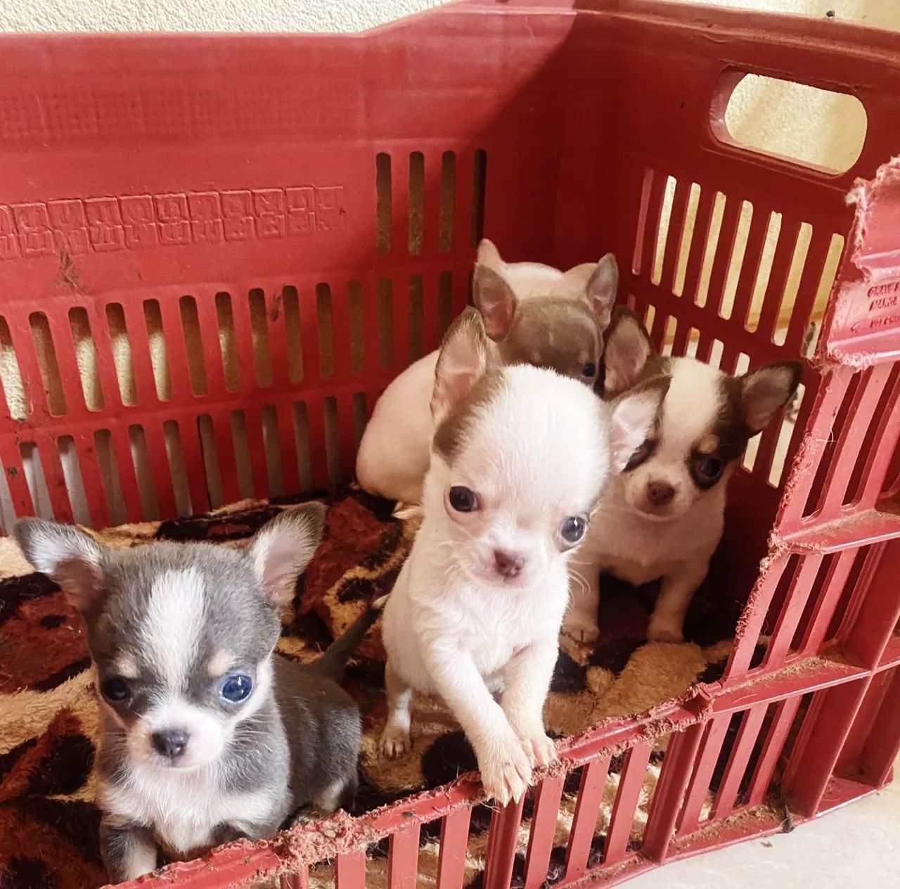 Chihuahua 
