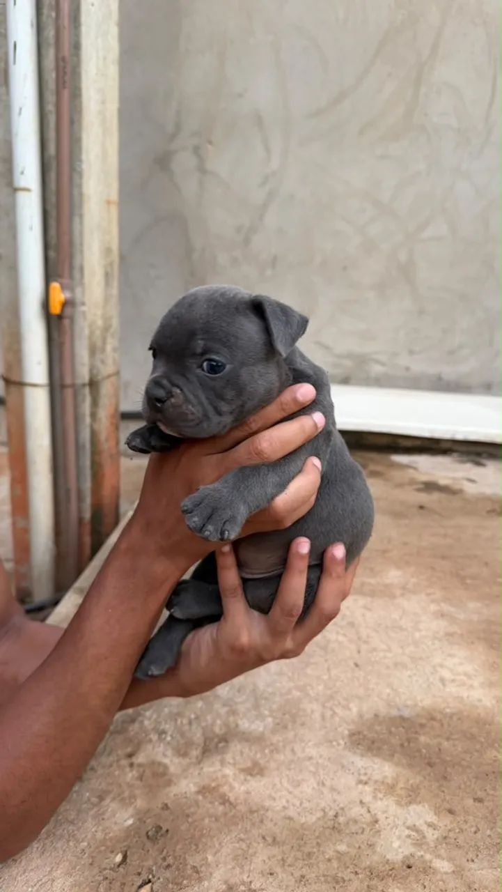 Filhotes american bully  - Foto 4