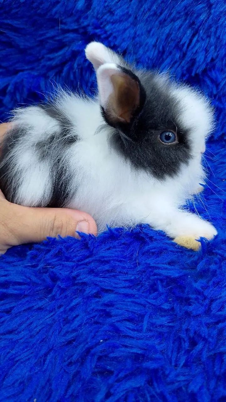 Lindo coelho anão Teddy dwerg ursinho 