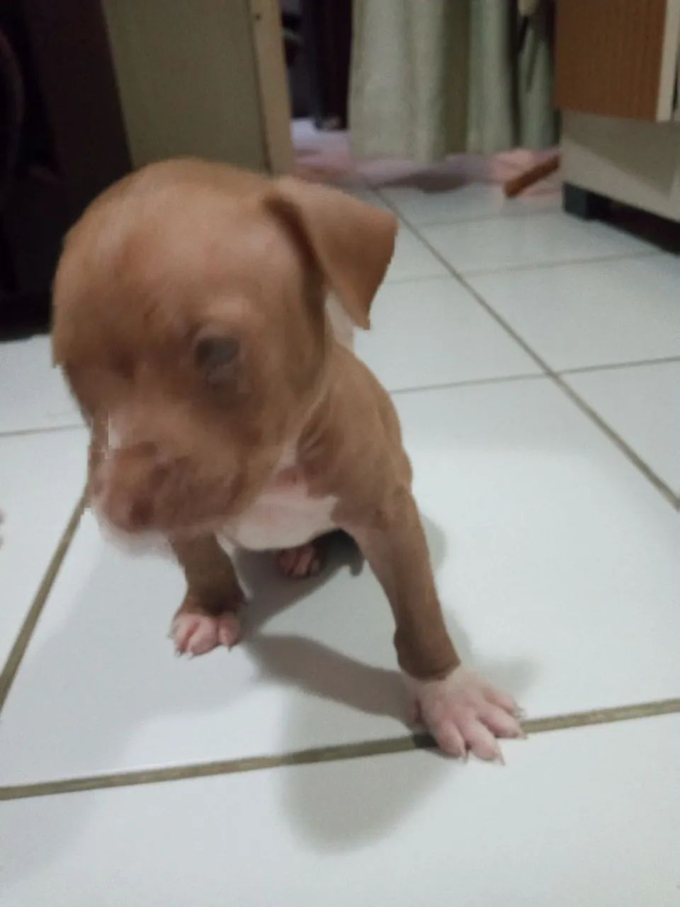 Valor 350 Filhotes de Pitbull tinha 14 só resta 3  - Foto 3