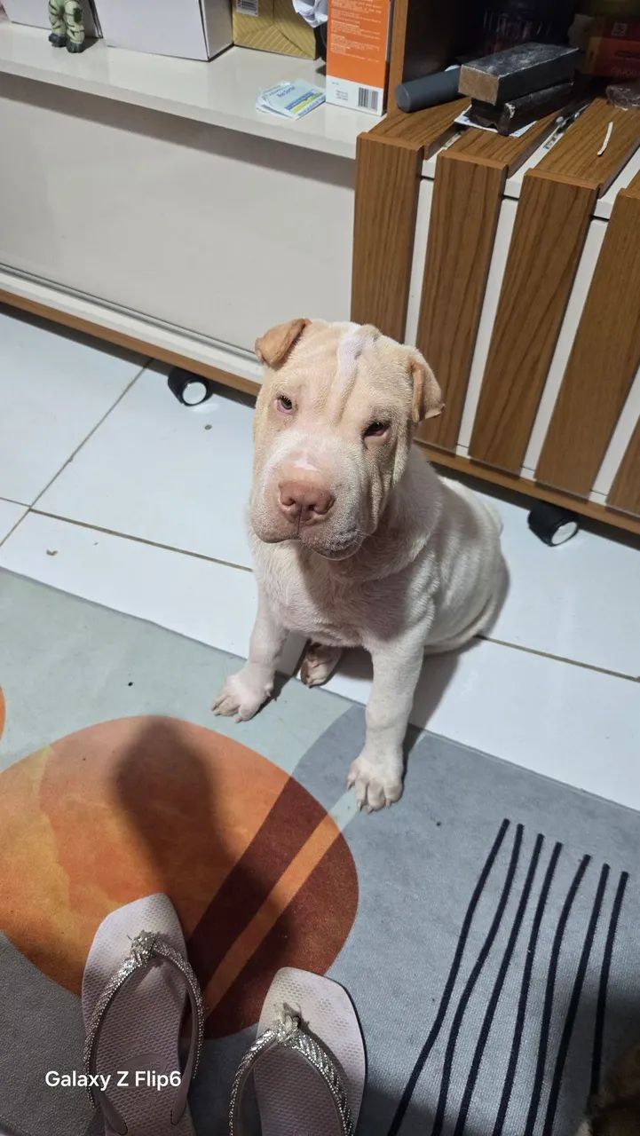 Cachorro 