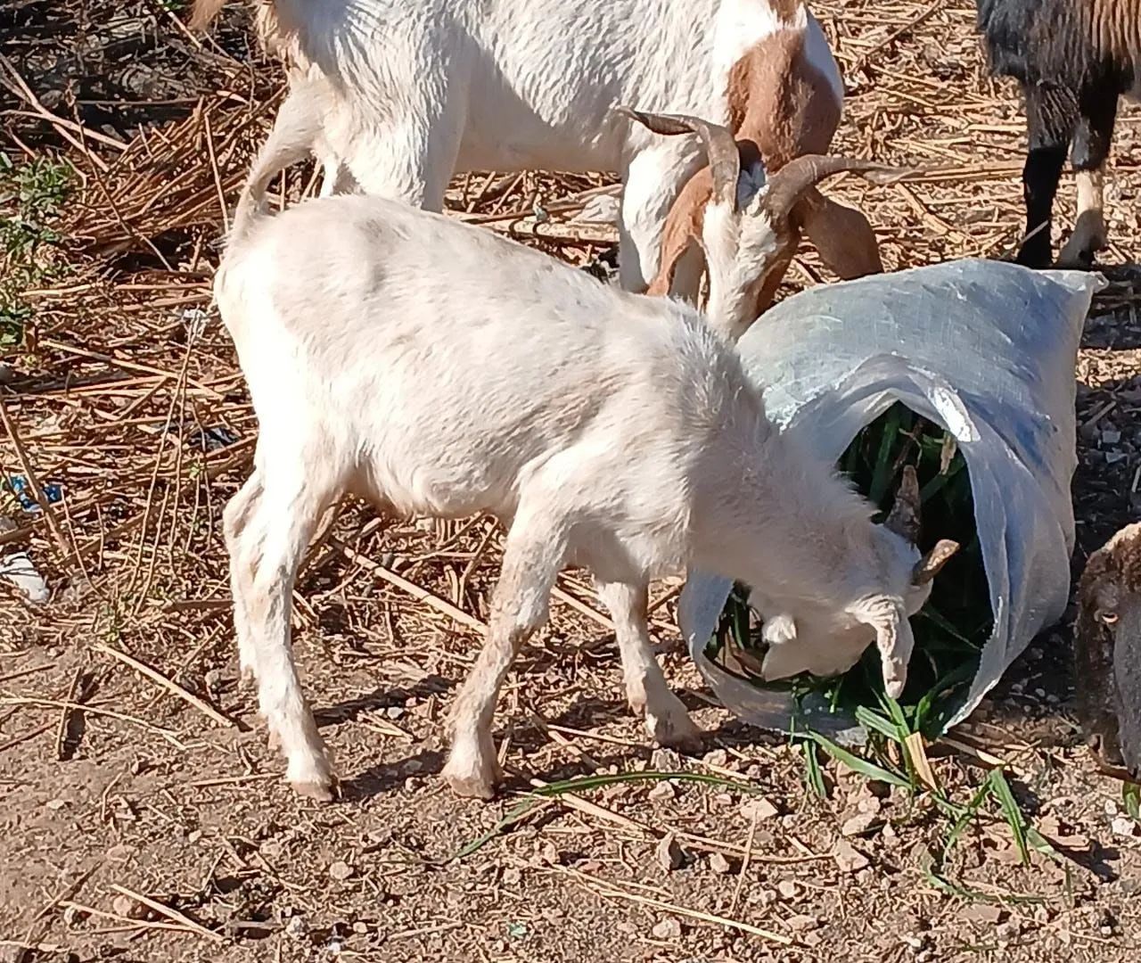 Cabra cabrito e bode  - Foto 5