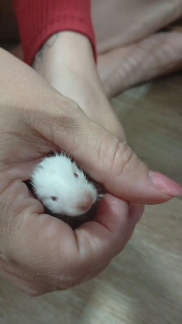Hamster filhote  - Foto 3