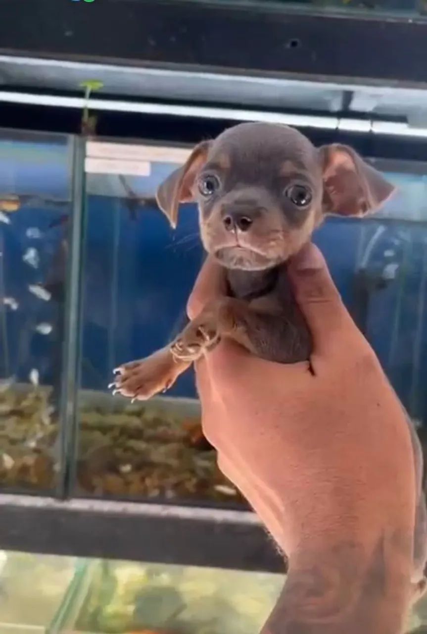 Pinscher macho zero com número 1 cinza 