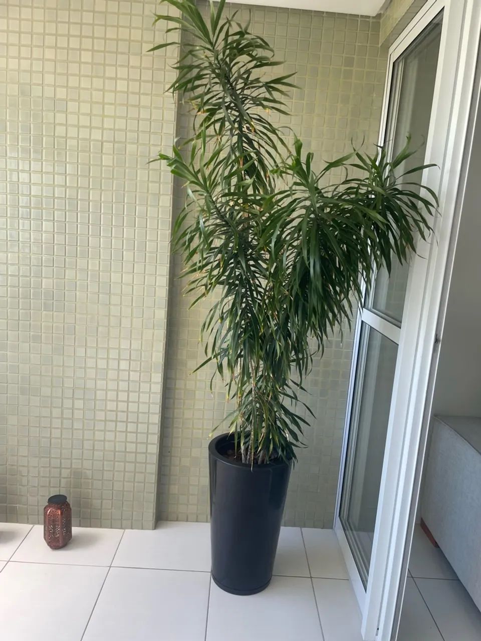 Planta Dracena
