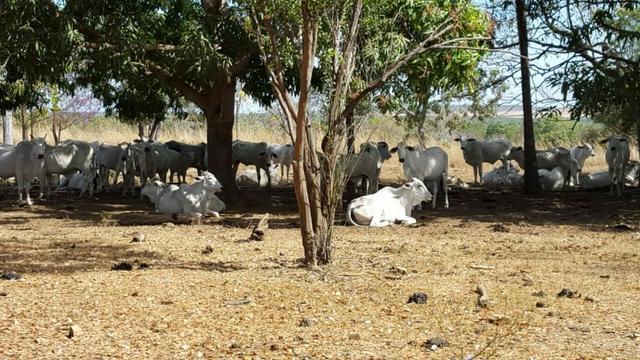 Fazenda com 355 ha na saída para Paraíso