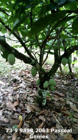 Fazenda a venda Bahia - Foto 6