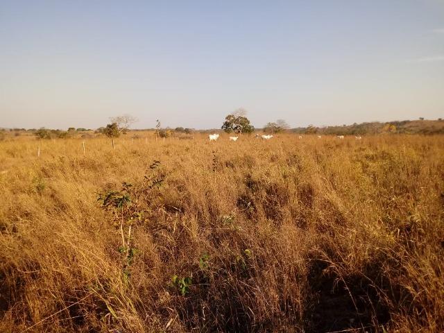 Fazenda há 10 km na MT 010 Estrada da Guia - Foto 13