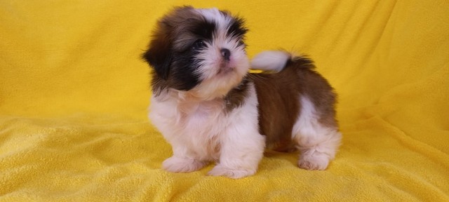 shih tzu macho (Prontos!) Vacinado e com Pedigree. Em 12 x sem juros