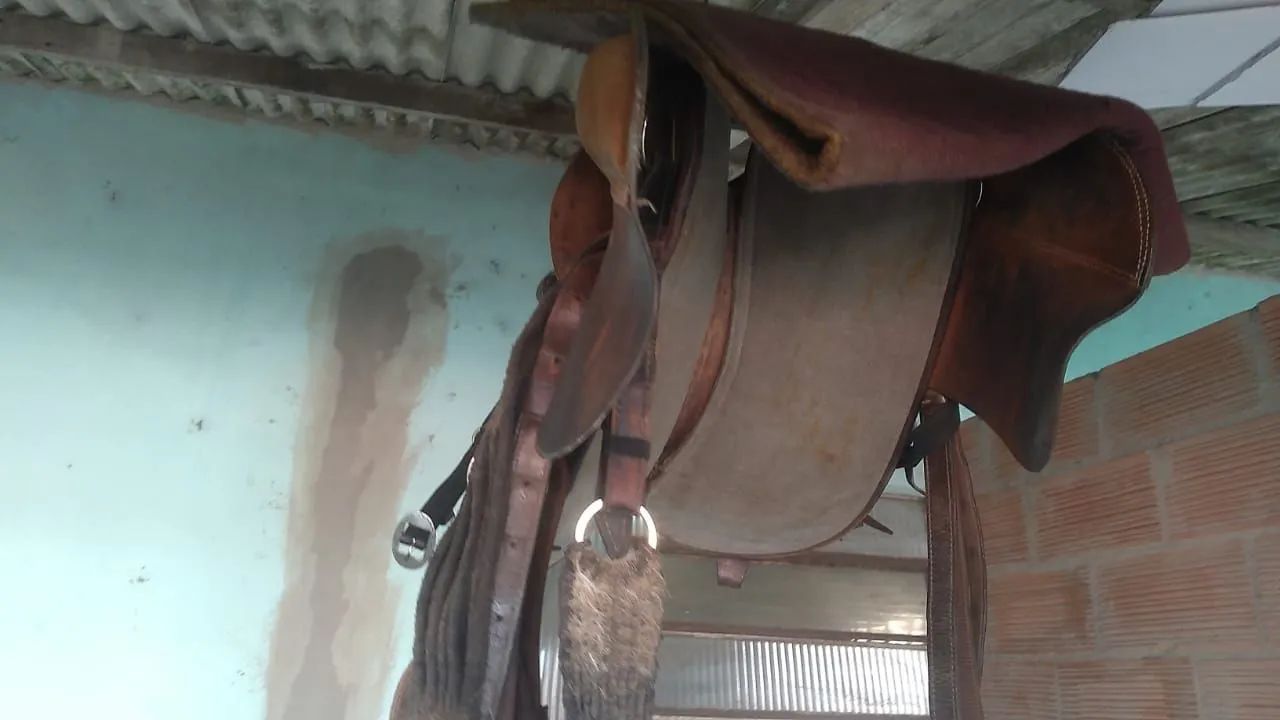 Cela de cabeça  - Foto 2