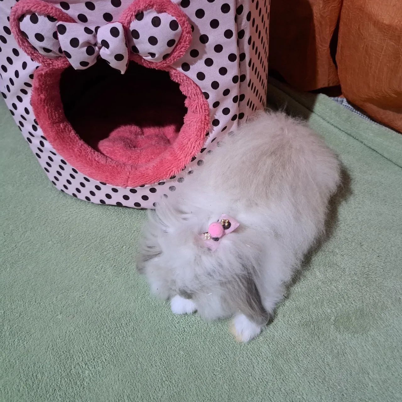 Filhote de coelho mini fuzzy lop   - Foto 2