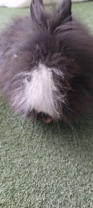 Mini coelho Teddy Dwerg - Foto 6