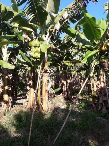 Fazenda 80 alqueires...Miracatu-SP com bananal - Foto 15