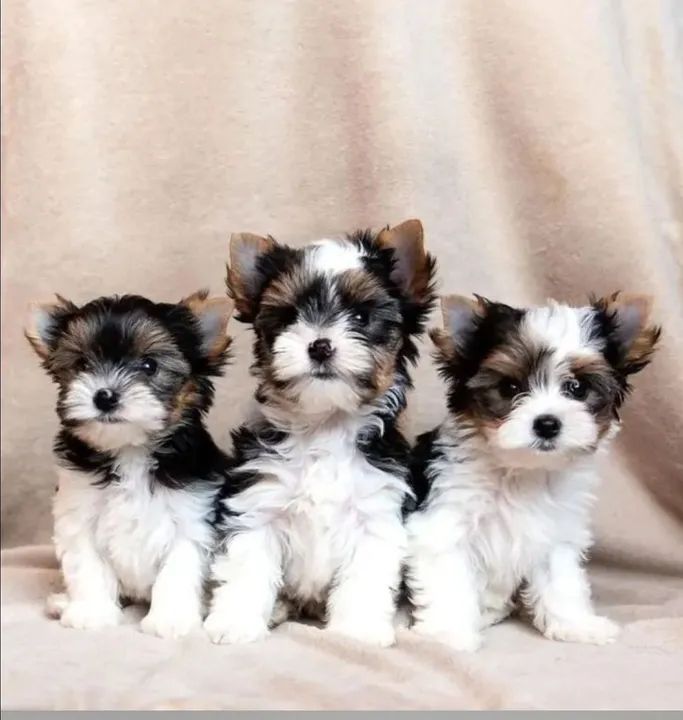 Biewer lindos bebês 