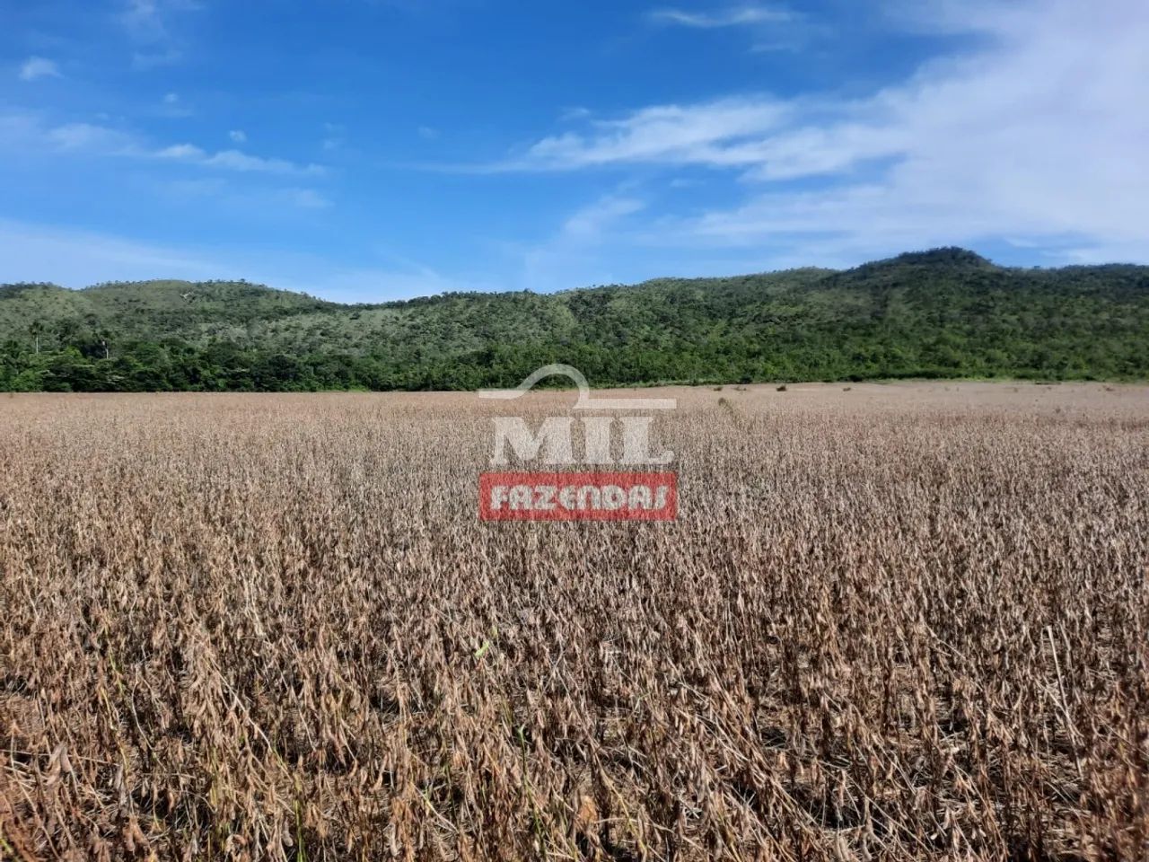 Fazenda em Porto Nacional - TO 333 Alq. (1.611 Há). - Foto 4