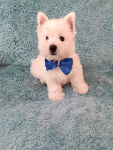 Olx westie hot sale