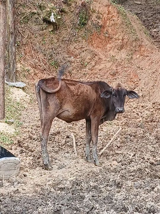 Novilhas fortes e saudáveis  - Foto 2