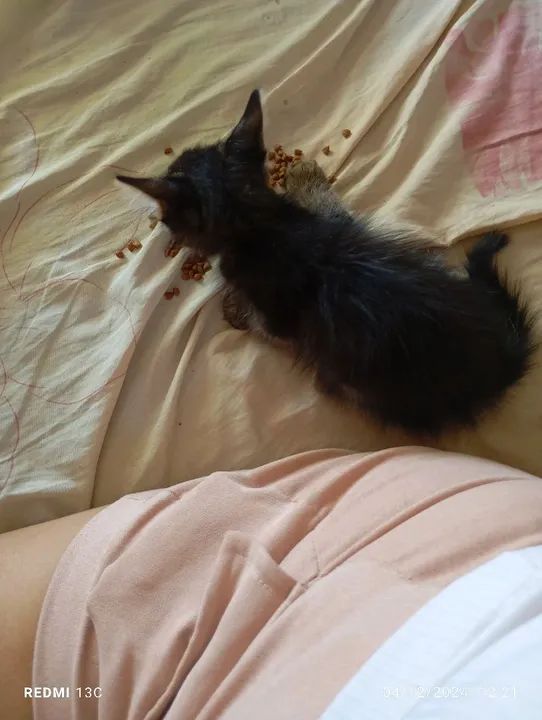 Gatinhos pra adoção  - Foto 3