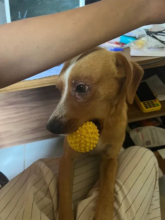 Cachorro Carinhoso Procurando Lar - Foto 4