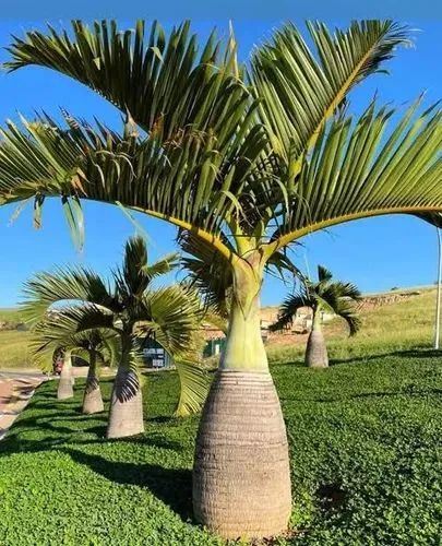 Mudas da Palmeira garrafa 