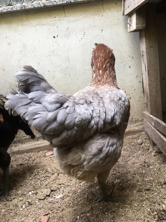 Vendo 2 galos e 2 galinhas da raça ameuracanas ovos verdes  - Foto 3