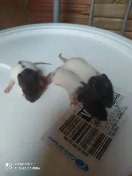 Filhotes de Twister  - Foto 2