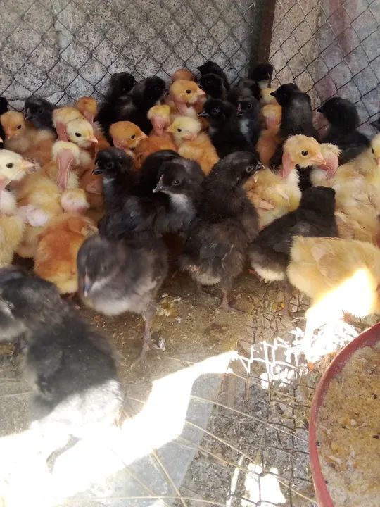 Pintinhos caipiras  - Foto 2