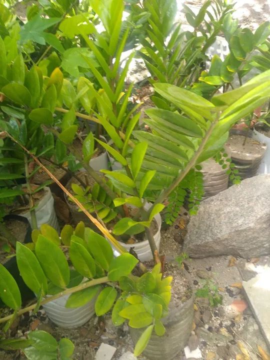 Mudas de Zamioculcas Zamiifolia - Foto 5