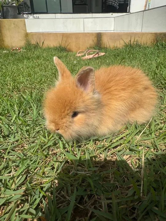 Coelhinho da raça anão de pelagem longa - Foto 4