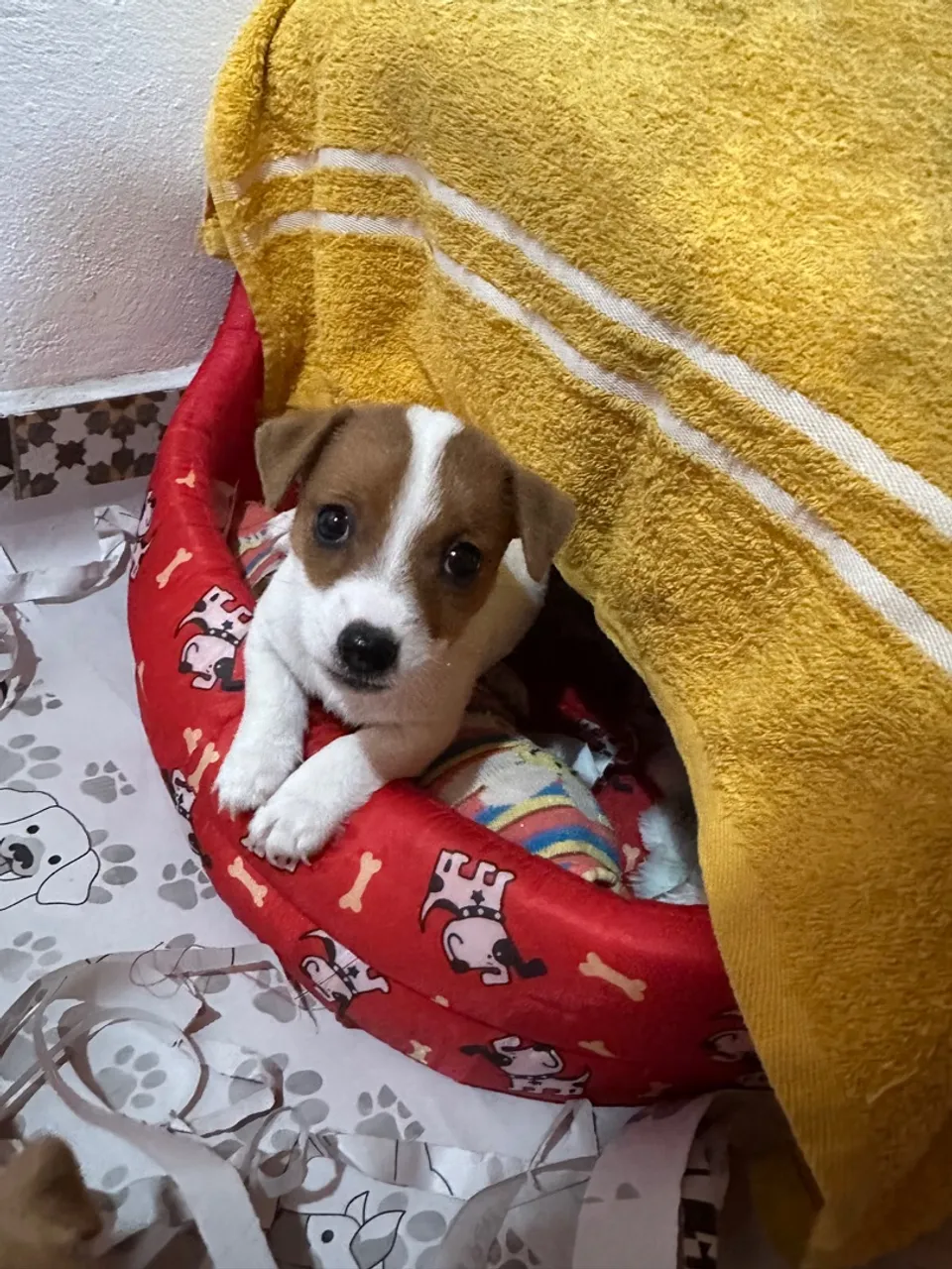 Filhotes Fêmeas de Jack Russel Terrier