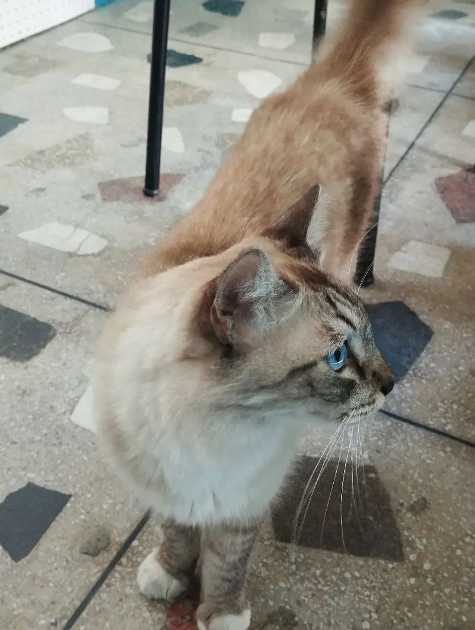 Gata castrada para adoção 