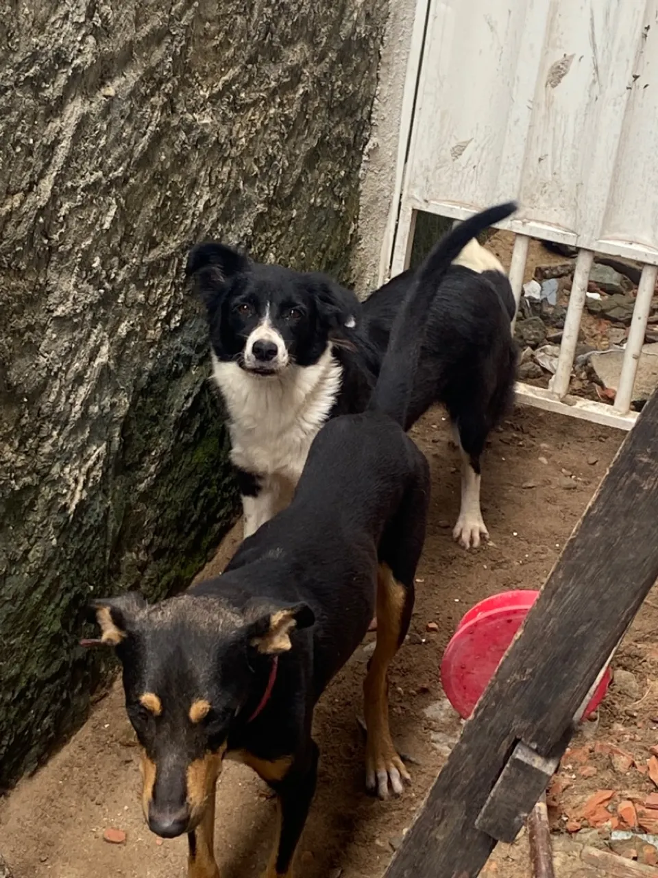 Faço doação de dois cachorros macho e fêmea mãe e filhos