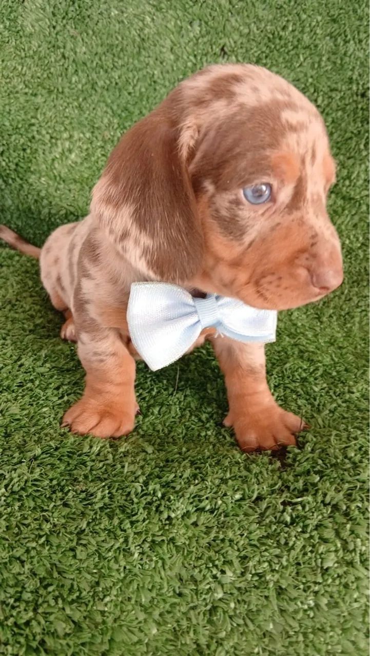 Teckel Arlequim - Pelagem Exótica e Olhos Azuis! - Foto 6