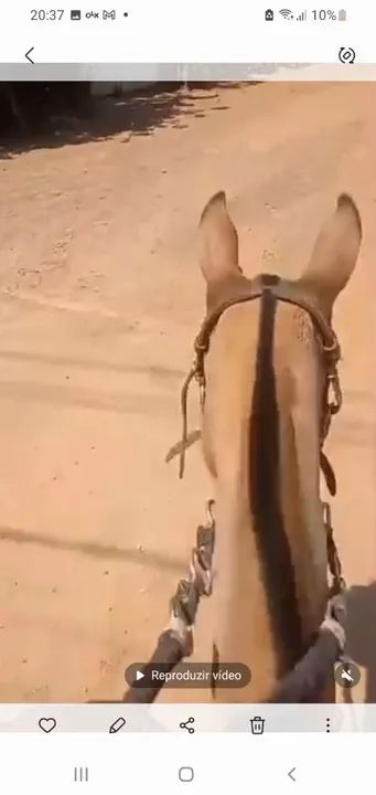 Vendo Egua libuna e a filha de picado - Foto 4