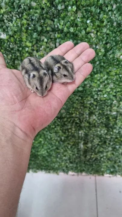 Dois hamsters fofinhos disponíveis  - Foto 2