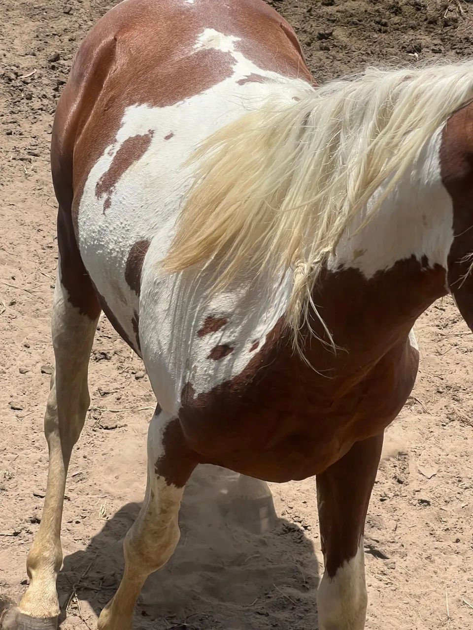 Vendo Potro 2 anos  - Foto 3