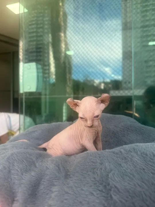 Sphynx disponíveis 