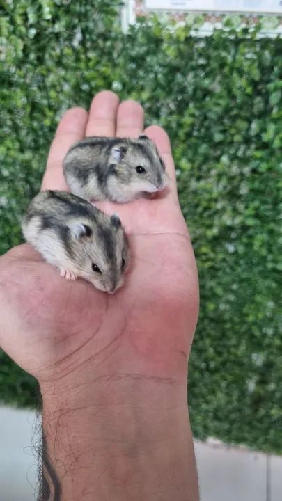Dois hamsters fofinhos disponíveis 