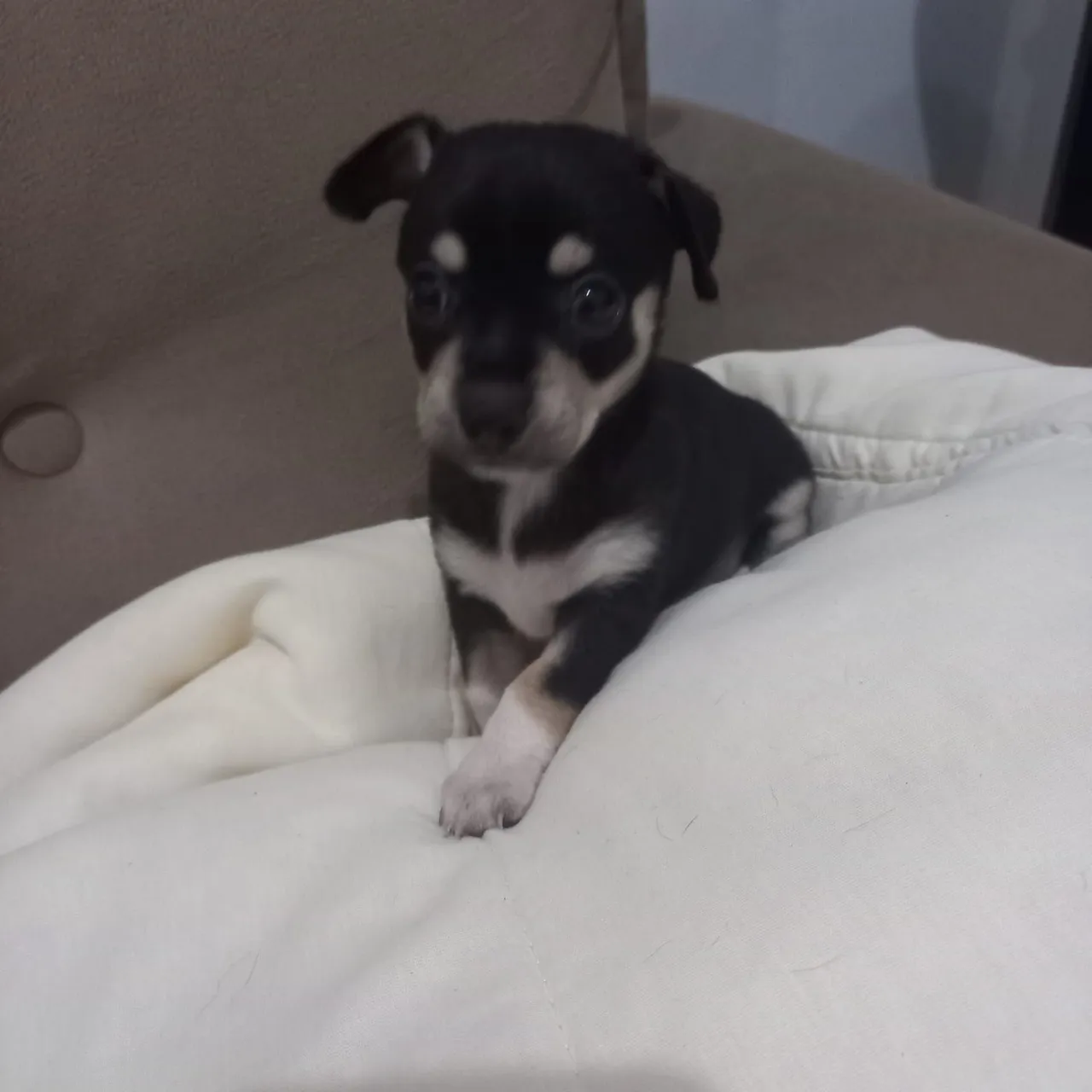 Pinscher Macho