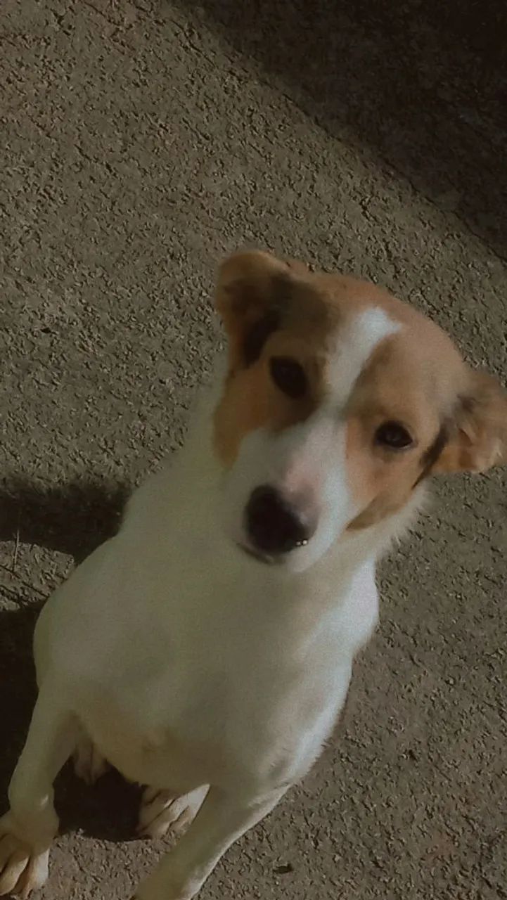 Cadela para DOAÇÃO RESPONSÁVEL 