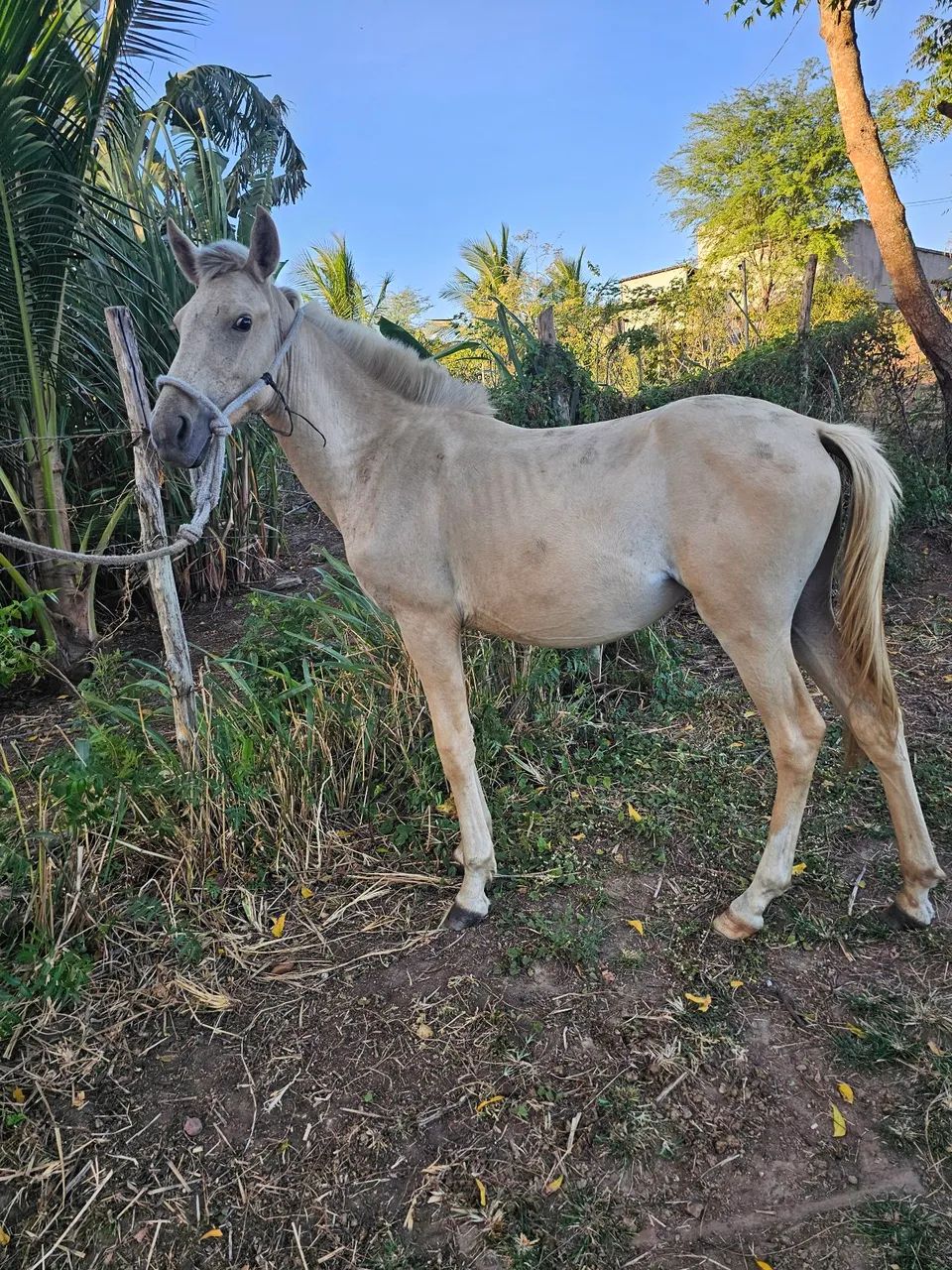 Potra mangalarga palomina  - Foto 3