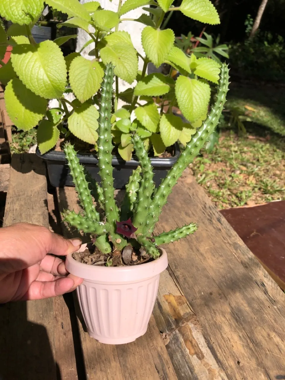 Mudas A huernia macrocarpa