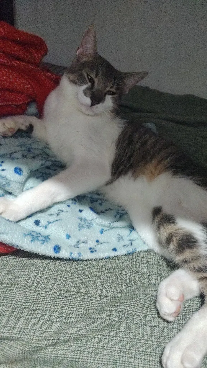 Romeu