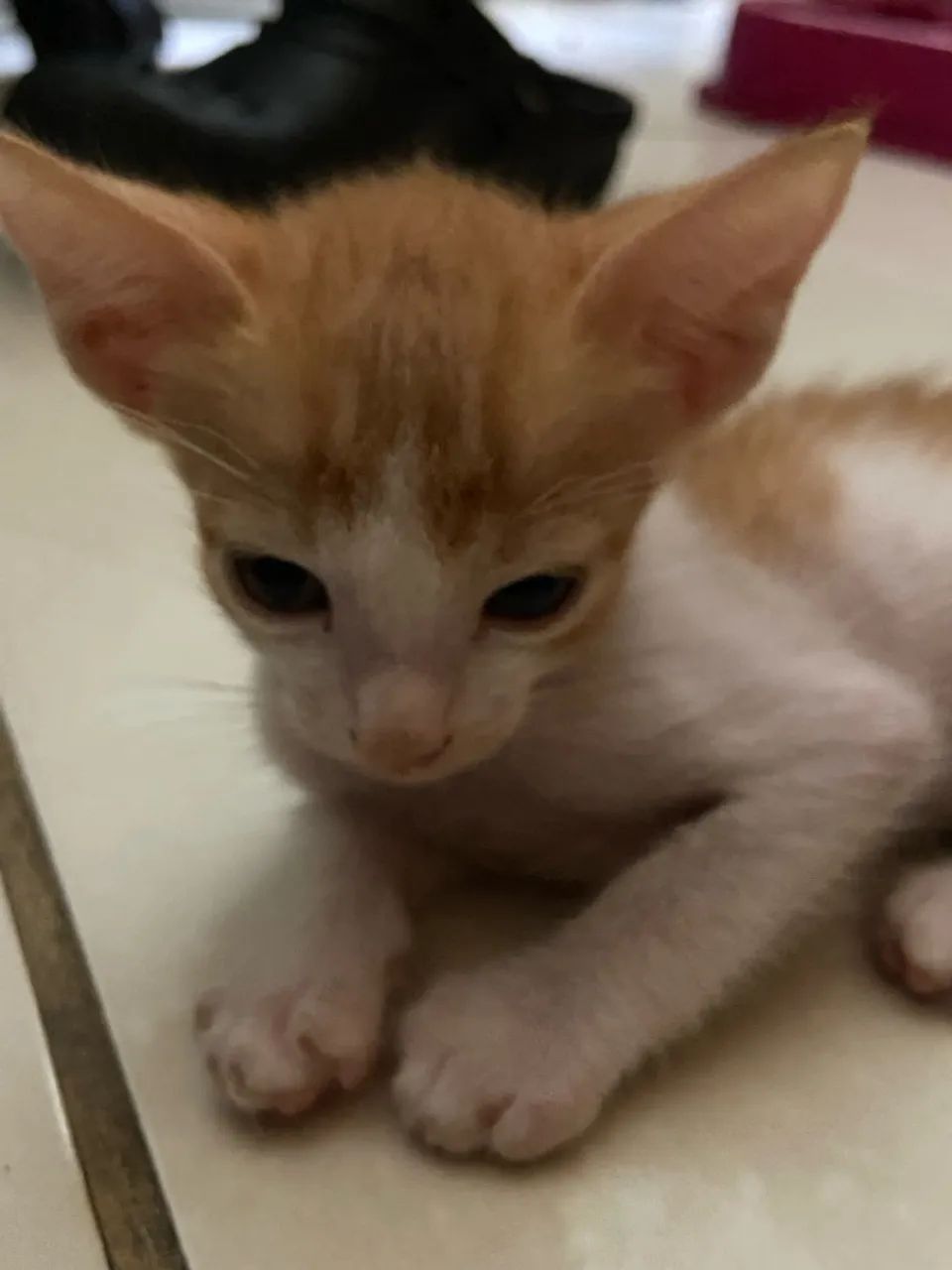 Gatinhos filhotes para adoção - Foto 2