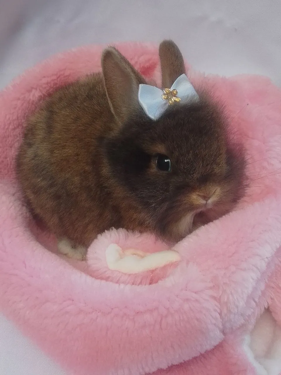 Coelha mini com 1 mes