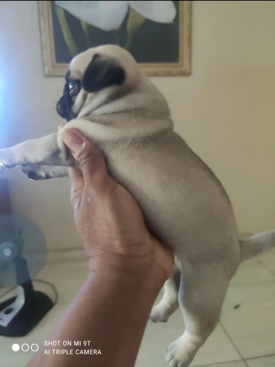 Filhote de Pug - Foto 2