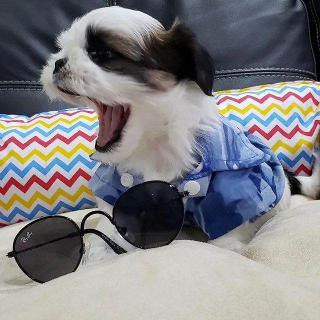 Lhasa Apso Macho Compacto com Olhar Encantador