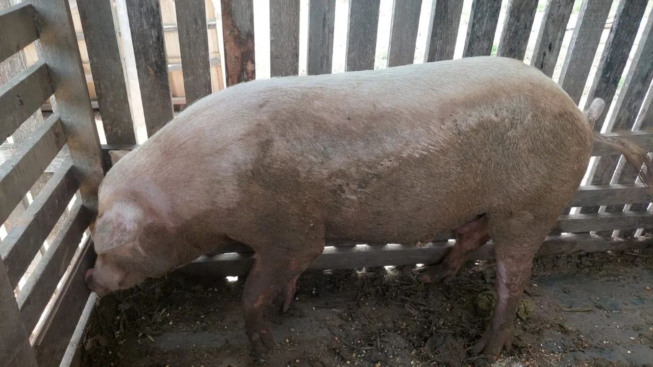 Porcos para venda - Foto 2