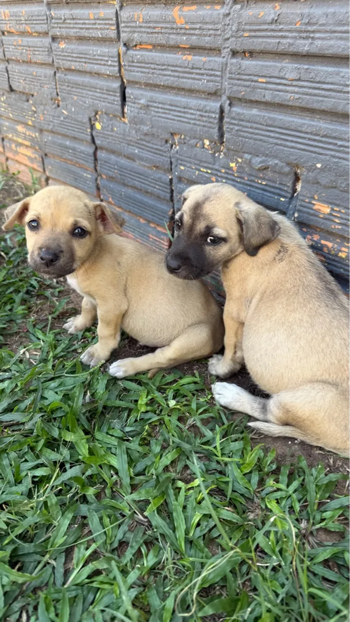 Filhotes de cachorro